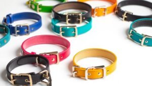 dog collars